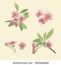 Set of hand drawn pink flowers -  cherry blossom,sketch vector illustration isolated . Realistic hand drawing of twigs branches stems with pink flowers and leaves .Vector Illustration .Eps 10.