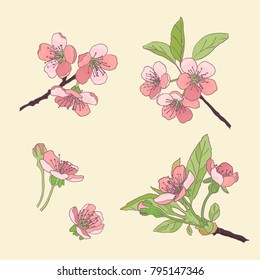 Set of hand drawn pink flowers -  cherry blossom,sketch vector illustration isolated . Realistic hand drawing of twigs branches stems with pink flowers and leaves .Vector Illustration .Eps 10.