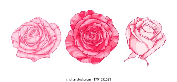 Set of hand drawn pink roses.