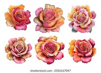 Set of hand drawn pink roses.  Botanic illustration isolated on white background.