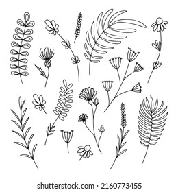 Conjunto de elementos de planta dibujados a mano, ramas, flores, césped aislado en un fondo blanco. Doodle, simple ilustración de contorno. Se puede utilizar para la decoración de textiles, papel y otras superficies.