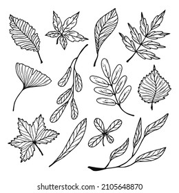 Set of hand drawn plant leaves, tree branches, floral elements isolated on a white background. Doodle, simple outline illustration. It can be used for decoration of textile, paper and other surfaces.