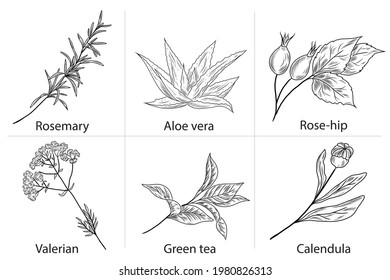 Plantas dibujadas a mano, aloe vera, calendula, té verde, bayas de cadera rosa, hierba valeriana, romero