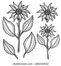 set of hand drawn plants and botany on a white background, vector, white background