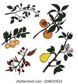 set of hand drawn plants. branches of lemon, pear, peach, berries. cartoon sketch on a white background