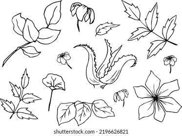 Set of hand drawn plants and flowers. Plant doodle. Flower doodle. Elements for postcards on a white background. Hand drawn vector flowers and plants. Invitations.