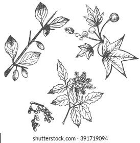 Set of hand drawn plants isolated on white