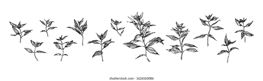 Set of hand drawn plants with leaves. Stylized sketch decorative wild herbs vector illustration. Black isolated image on white background.