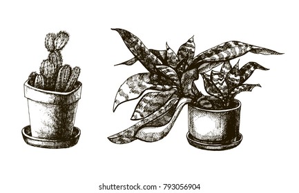 Set of hand drawn plants in the pots. Vintage style. Cactus and a plant with leafs