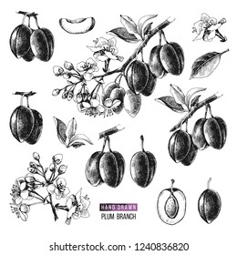 Ramas de ciruela dibujadas a mano con frutas y flores. ilustración vectorial
