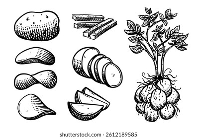 Set of hand drawn Potato with various shapes of cuts and plant