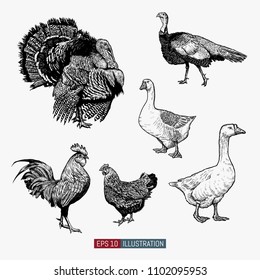 Set of hand drawn poultry. Rooster and chicken, turkey, goose. Engraved style vector illustration. Template for your design works.