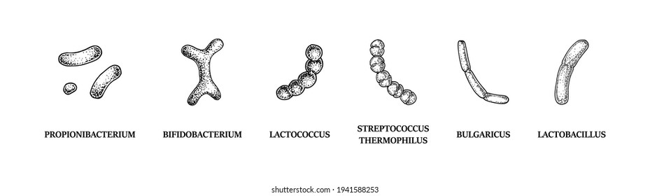 Set of hand drawn probiotics bacterias: lactococcus, lactobacillus, bulgaricus, bifidobacterium, propionibacterium, streptococcus. Vector illustration in sketch style