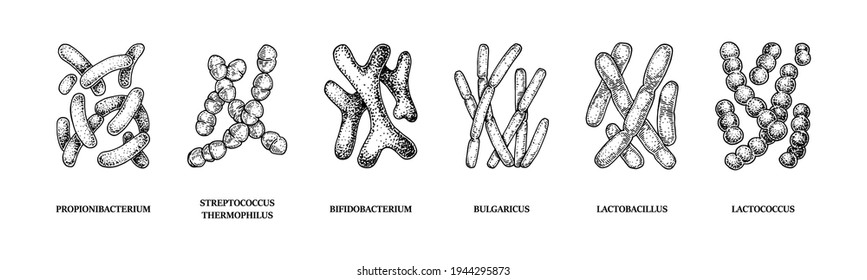 Set of hand drawn probiotics bacterias: lactococcus, lactobacillus, bulgaricus, bifidobacterium, propionibacterium, streptococcus. Vector illustration in sketch style