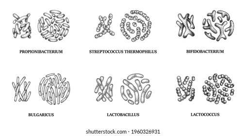 Set of hand drawn probiotics bacterias: lactococcus, lactobacillus, bulgaricus, bifidobacterium, propionibacterium, streptococcus. Vector illustration in sketch style