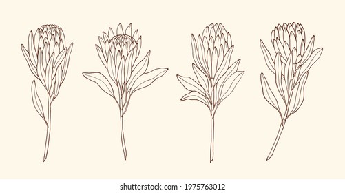 Set of hand drawn protea flowers