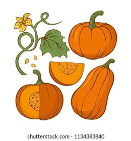 Set of hand drawn pumpkins. Autumn collection. Vector illustration.