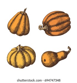 Set of  hand drawn pumpkins. Autumn. Vector vintage engraving illustration. Sketch.