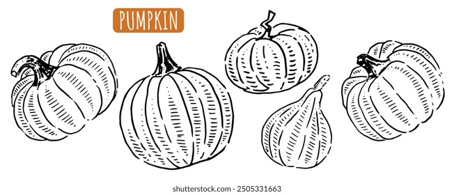 Set of hand drawn pumpkins for coloring. Autumn vegetables drawing. Vector pumpkins of different shapes. For Halloween, postcards, packaging, design.