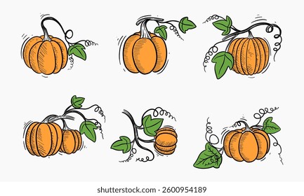 set of hand drawn pumpkins on vines with green leaves, perfect for autumn themes.