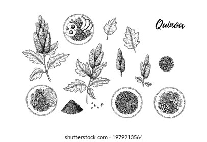 Set of hand drawn quinoa design elements isolated on white background. Vector illustration in sketch style