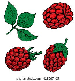 Set of hand drawn raspberries isolated on white background. Design elements for logo, label, emblem, sign, menu, poster. Vector illustration