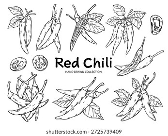 Set handgezeichnete rote Chilischoten Umrisszeichnung