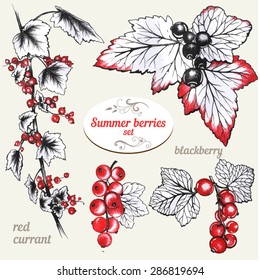 Set of hand drawn Red currant and blackberry