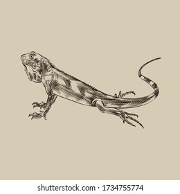 Set of hand drawn Reptiles and amphibian isolated on white background. chameleon, frog, snake, lizart, turtle in sketch style. Retro hand-drawn Reptiles and amphibian vector illustration.