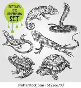 Satz handgezeichnet Reptilien und Amphibien einzeln auf weißem Hintergrund. Chamäleon, Frosch, Schlange, Eidechsen, Schildkröte im Skizzenstil. Retro handgezeichnet Reptilien und amphibische Vektorgrafik.