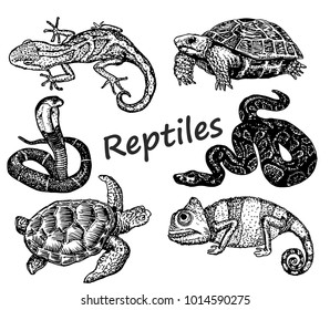 Set of hand drawn Reptiles isolated on white background. chameleon, snake, lizard, turtle in sketch style. Retro hand-drawn Reptiles vector illustration.