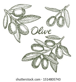 Set of hand drawn  ripe olive.  Organic food poster. Design elements for poster, menu. Vintage hand drawn sketch vector illustration. Linear graphic.