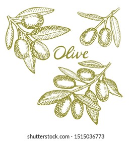 Set of hand drawn  ripe olive.  Organic food poster. Design elements for poster, menu. Vintage hand drawn sketch vector illustration. Linear graphic.