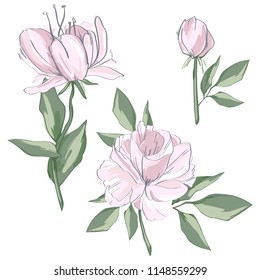set of hand drawn romantic flowers vector illustration