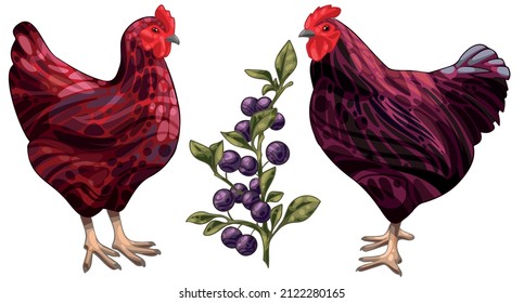 Set of hand drawn rooster and a chicken The breed of Rhode island red
