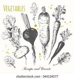 Set of hand drawn roots. Fresh organic food. Black and white. Vector illustration with sketch vegetable. Turnips, carrots and radish.