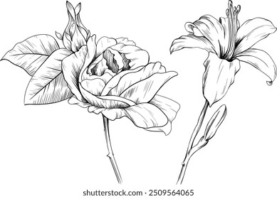 Set of hand drawn rose flower, buds and leaves isolated on white background. Wildflowers collection.