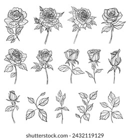 Set of hand drawn rose flowers. Outline vector illustration.