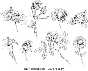 Set of hand drawn rose flowers, buds and leaves isolated on white background. Wildflowers collection.