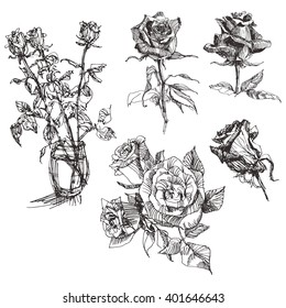 Set of hand drawn roses. Isolated on a white background