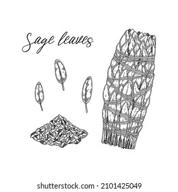 Set of hand drawn sage dried leaves. Vector illustration in sketch style