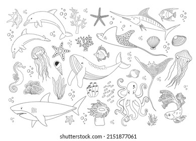 Está decorado con elementos de vida marina dibujados a mano. Esbozo vectorial de objetos oceánicos. Hermoso mundo submarino en línea. Pescado, tiburón, medusas, pulpo, delfines, conchas, algas y corales 