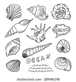 Set of hand drawn sea shells