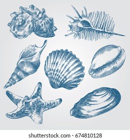 Set of Hand drawn Sea Shells sketch isolated on white background. Collection of realistic various mollusk sea shells different forms  sketch elements vector illustration