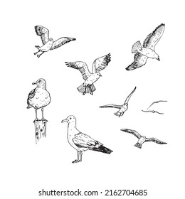 Gaviotas dibujadas a mano. Ilustración de aves en diferentes posiciones dibujadas en estilo boceto. Gaviotas voladoras.