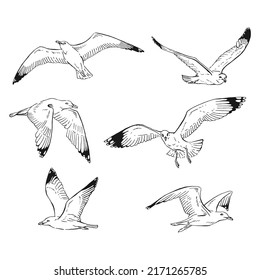 Set of hand drawn seagulls outline. Line art style isolated on white background.