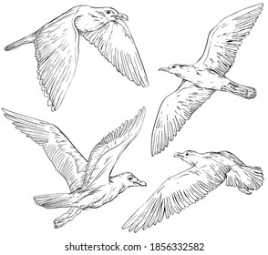 Set of hand drawn seagulls, vector illustration, black and white