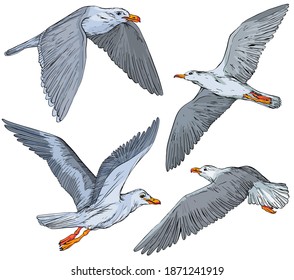 Set of hand drawn seagulls, vector illustration