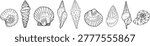 Set of hand drawn seashell elements, nautical line art illustration