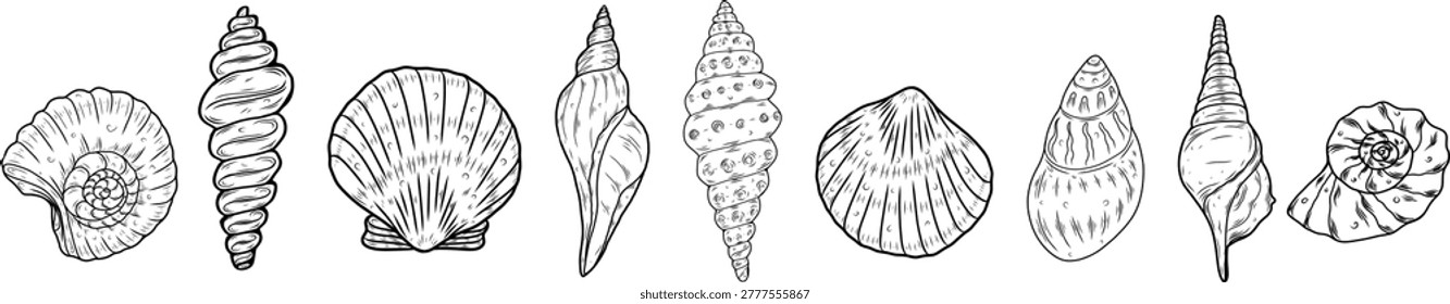 Set of hand drawn seashell elements, nautical line art illustration